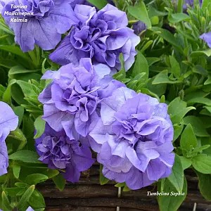 Петунія махрова Tumbelina Sophia.