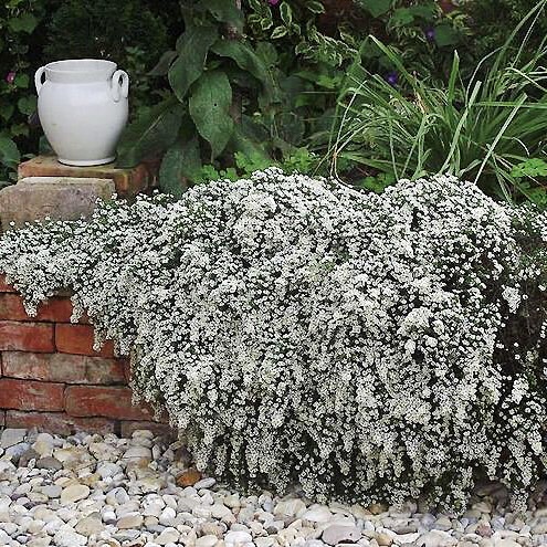 Астра верескова біла в 0,5л. горщику