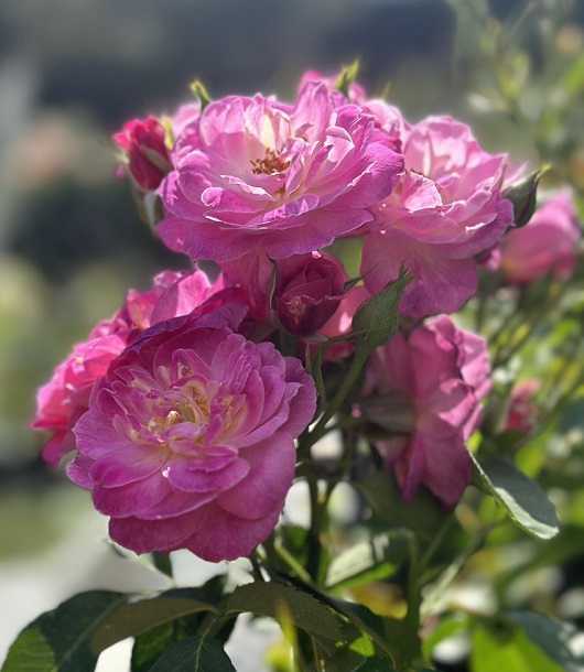 Kuchenne Wynalazki ( Kitchen Delight ) - Кухенне Виналазкі