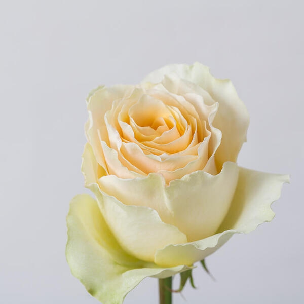 Крім Карпе Діем — Cream Carpe Diem