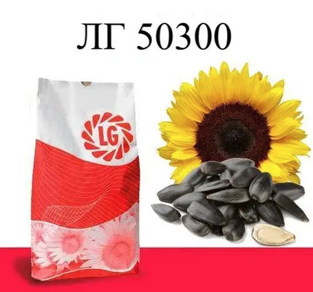 Насіння соняшнику ЛГ 50300 Limagrain, насіння високоврожайного соняшнику Лімагрейн