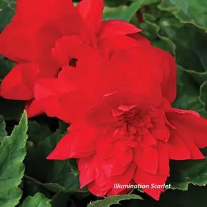 Бегонія ампельна Тuberhybrida Illumination® F1 Scarlet (в горщику р.11).