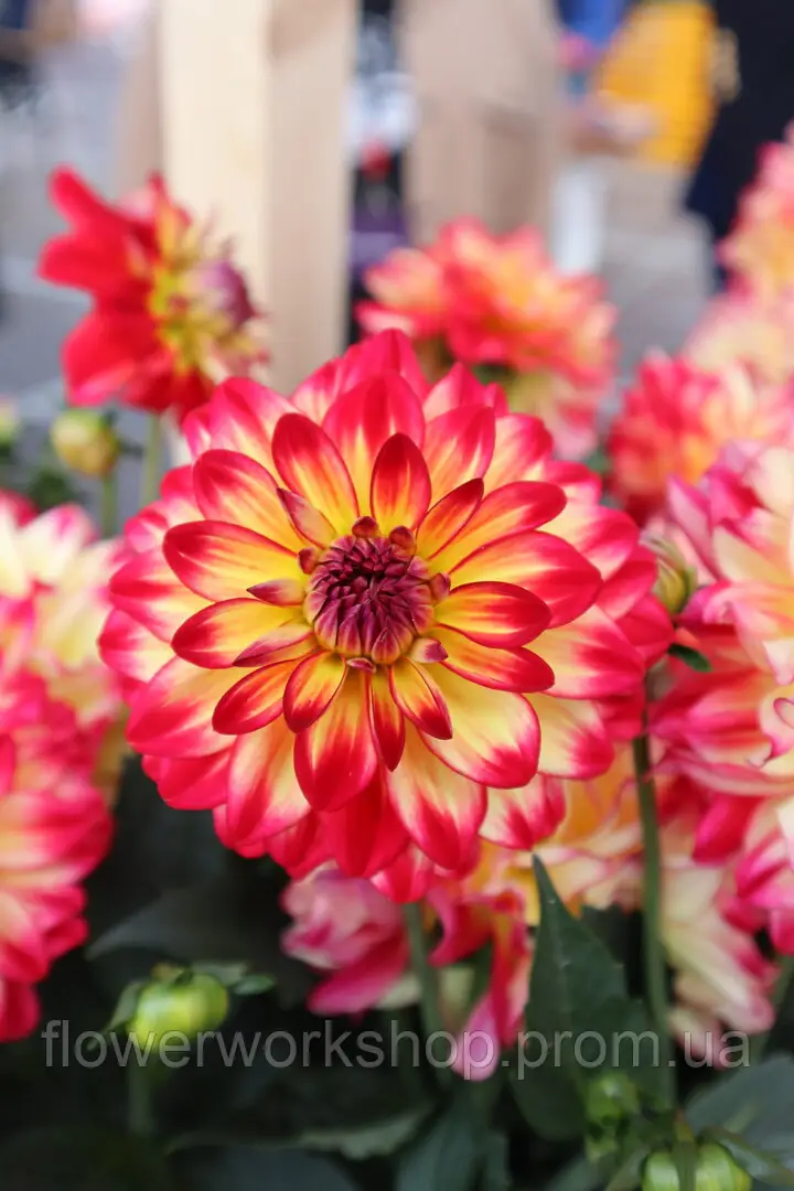 Жоржина Labella Maggiore Fun Pomegranate (касетна розсада)