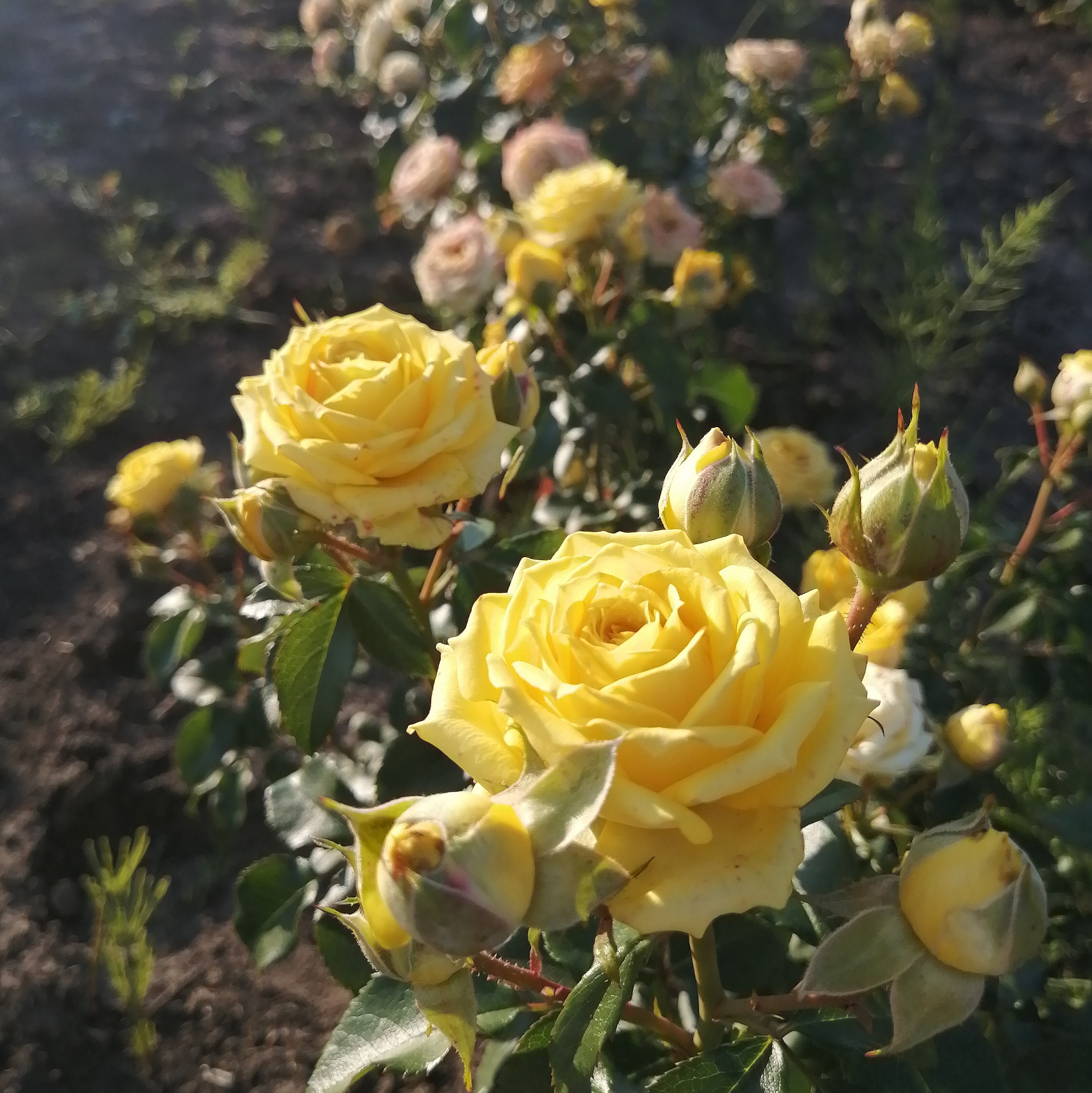 ТАРАНТЕЛЛА ( Tarantella) сучасний великоквітковий спрей