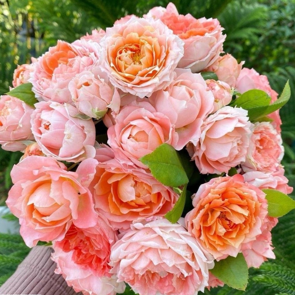 ПРИНЦЕСА САКУРА ( Princess Sakura)