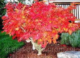 Клен японський "Аконітифоліум" Acer japonicum 'Aconitifolium' /h15-20