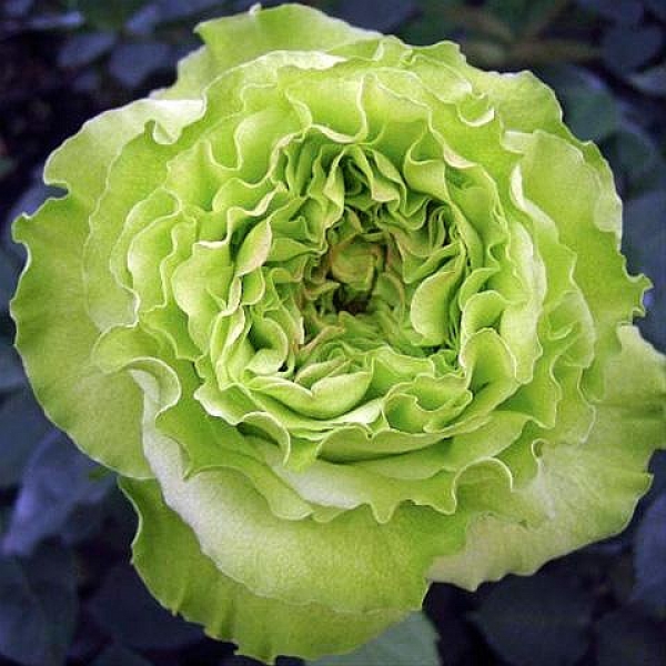 СУПЕР ГРІН (Super Green)