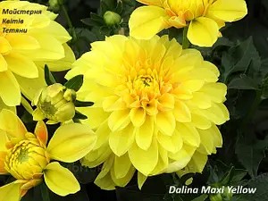 Жоржина Dalina Maxi Yellow (касетна розсада)