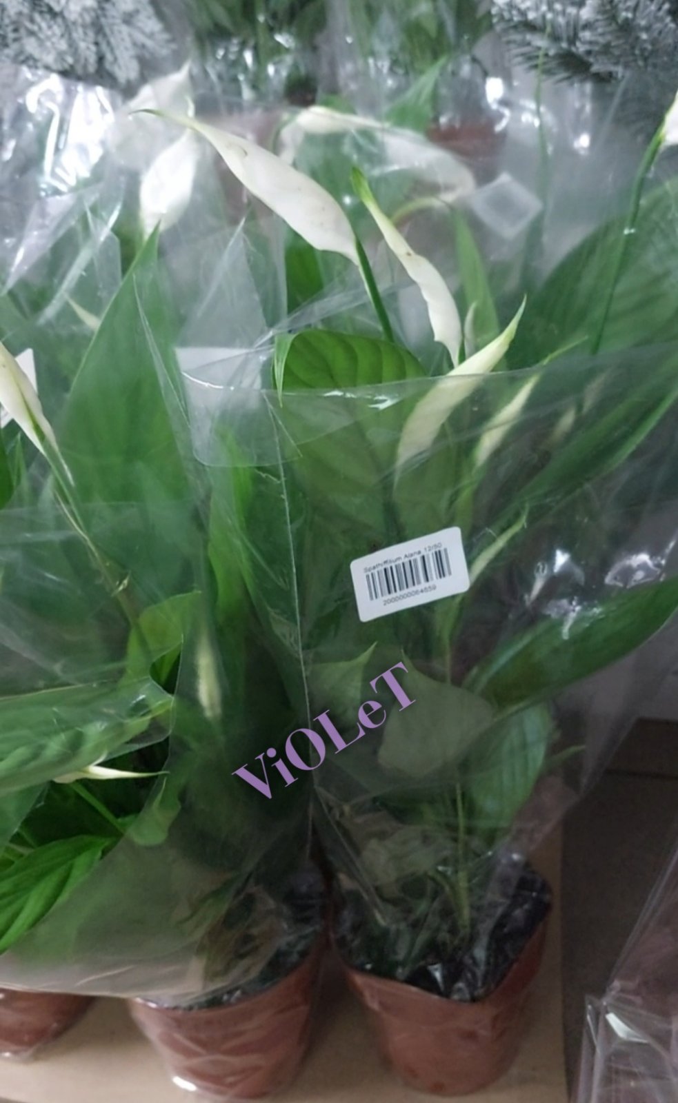 Спатифілум (Spathiffilium Alana) в горщику 12|50