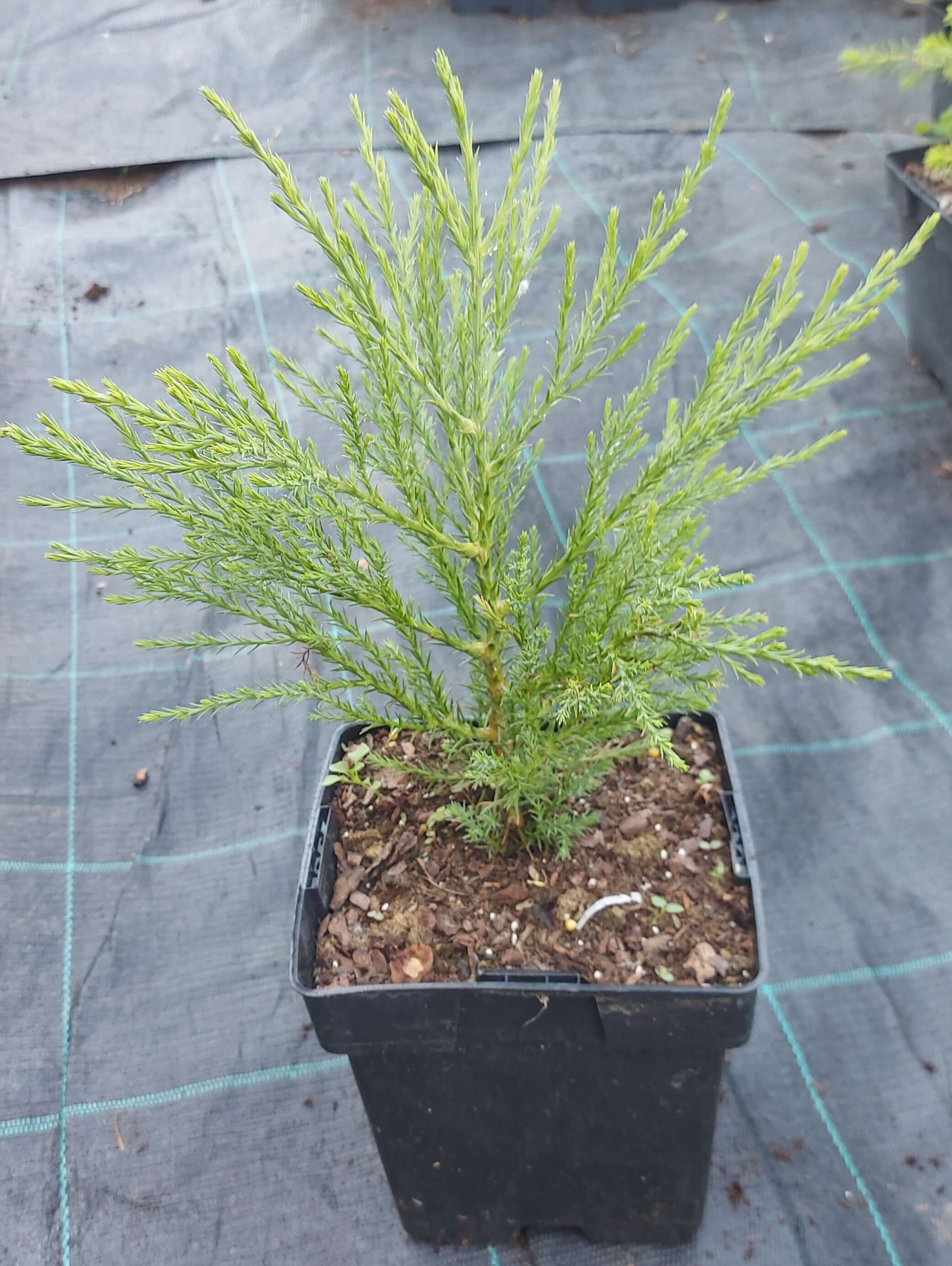 Секвоядендрон велетенський (Sequoiadendron giganteum)