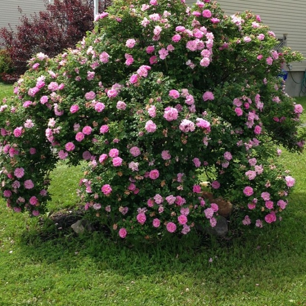 Тереза Бун’є (ругоза) Therese Bugnet