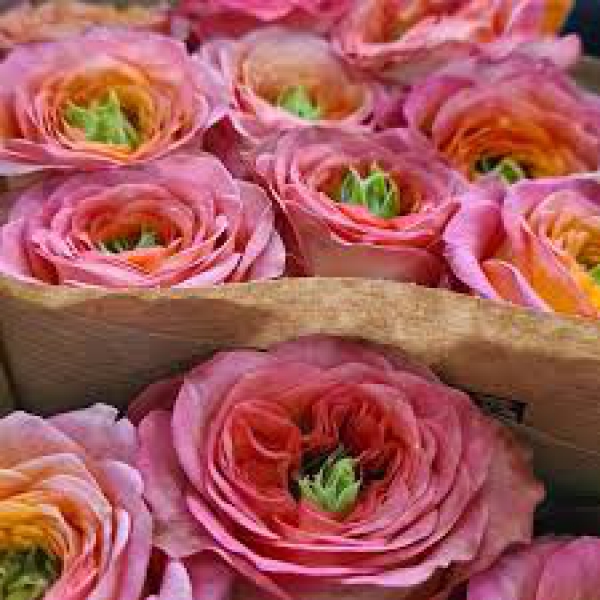 Белісіма Саммерхаус — Bellissima Summerhouse