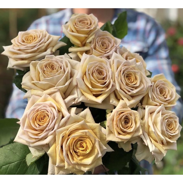 Спойлер (ч/г) — Spoiler