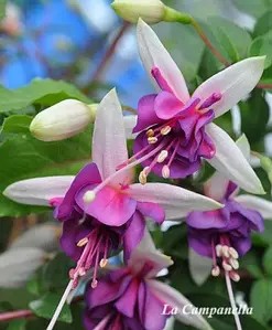 Фуксія ампельна La Campanella (касетна розсада)