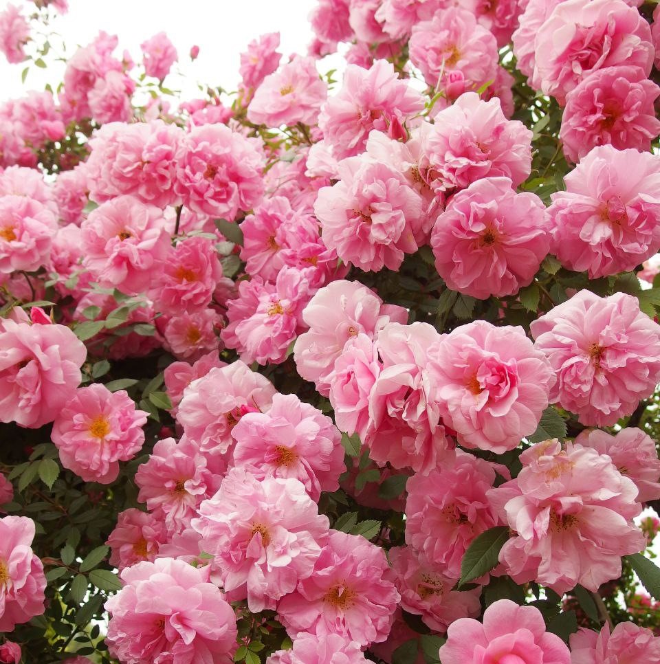 Джон Девіс (John Davis)