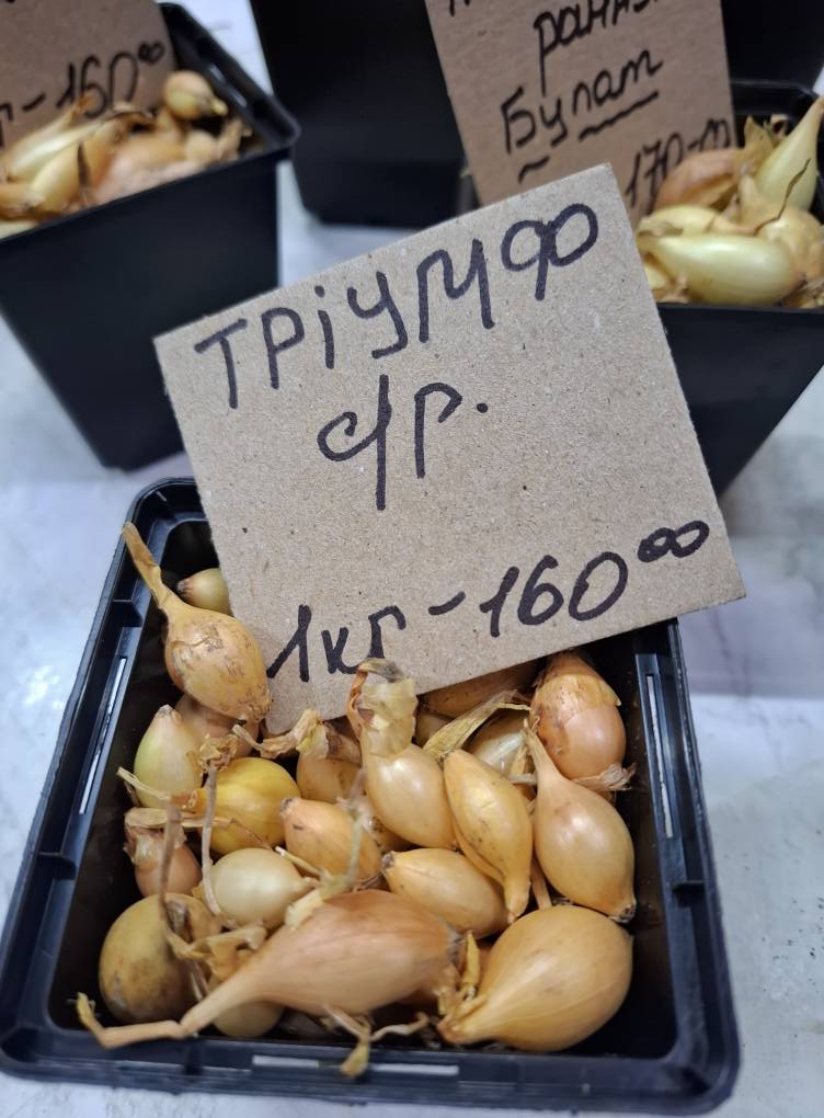 Цибуля Тріумф