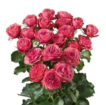 Роял Трендсеттер (Royal Trendsetter)