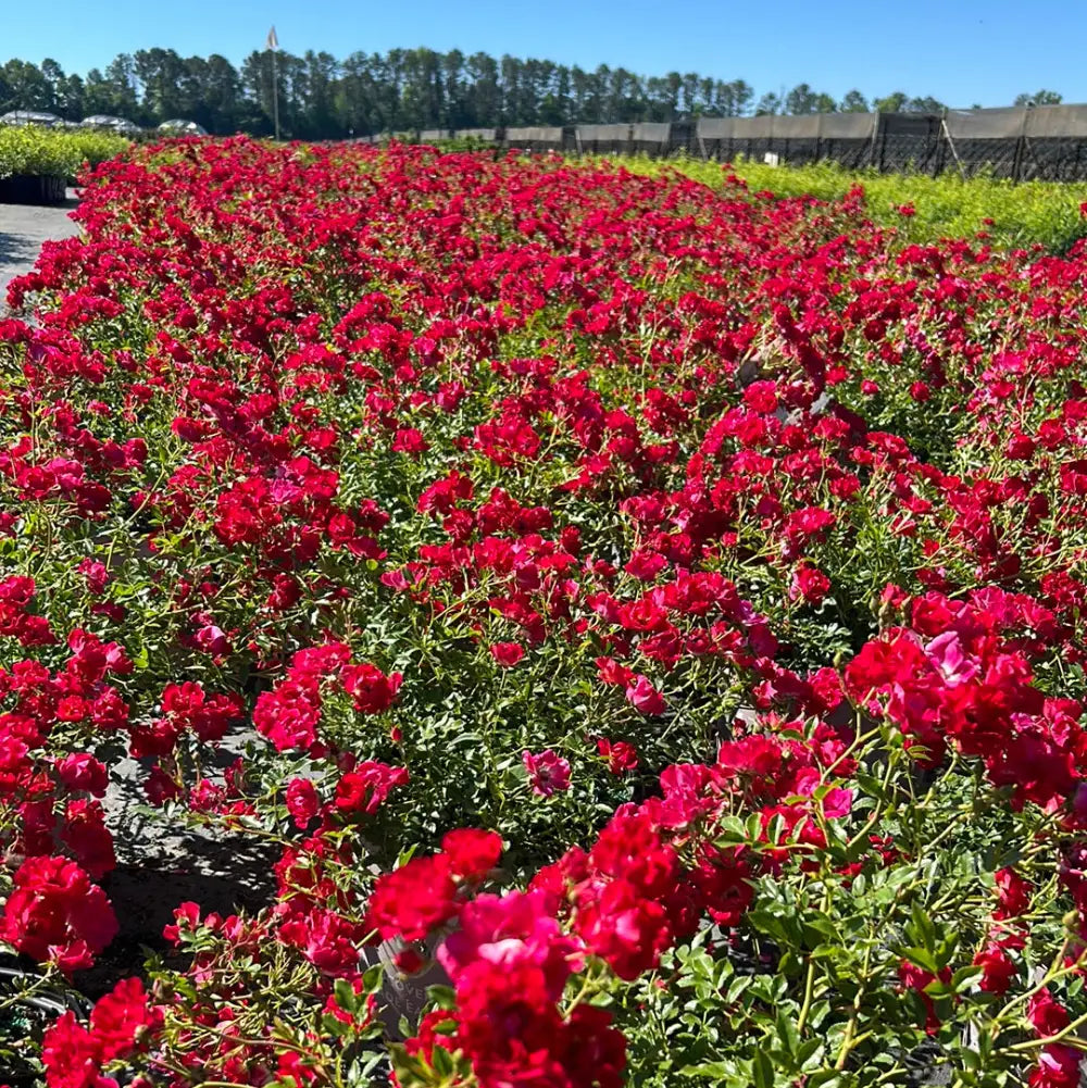 Ред Дріфт - Red Drift