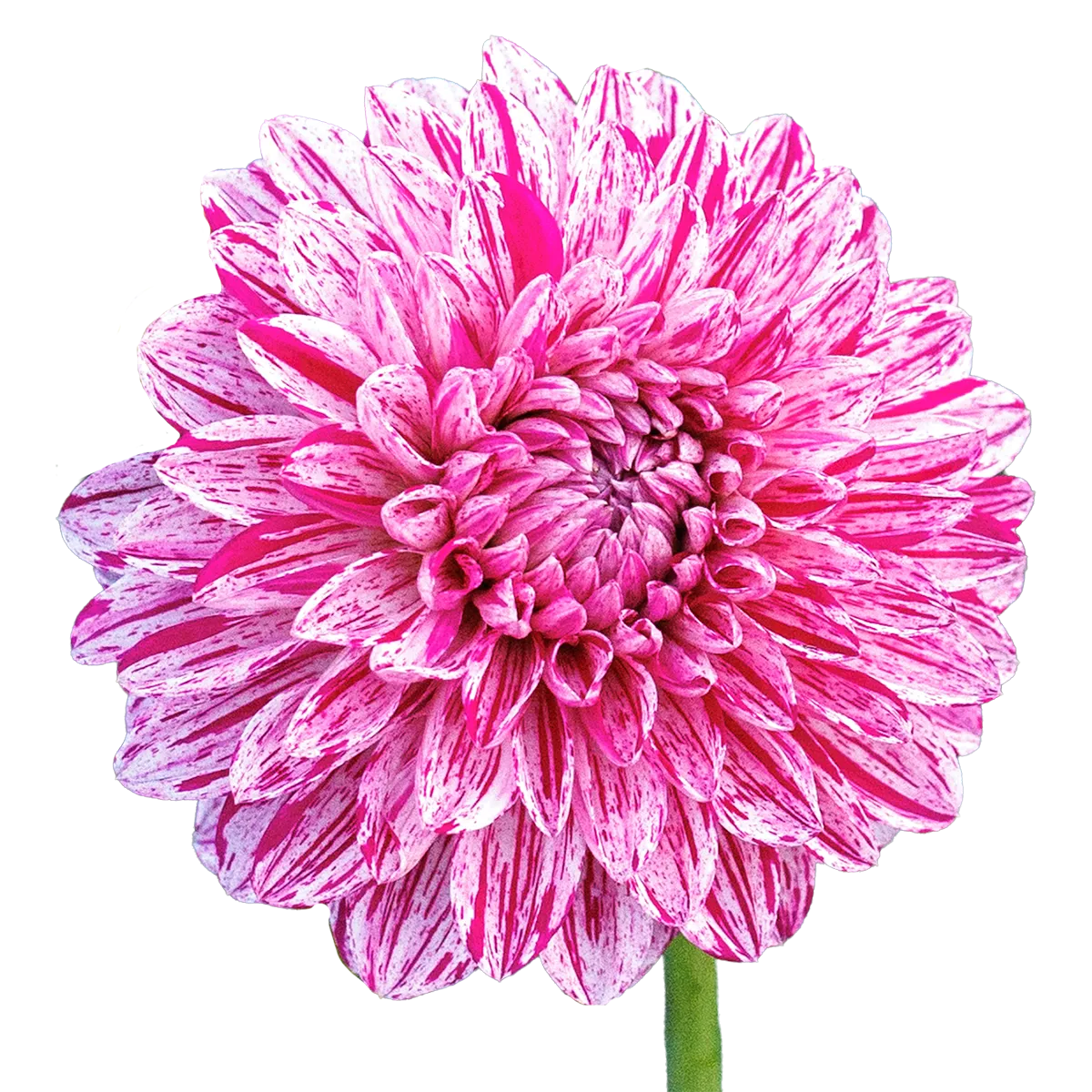Hapet candystripe 
