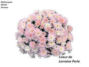Хризантема Мультифлора Coeur de Lorraine Perle (касетна розсада).