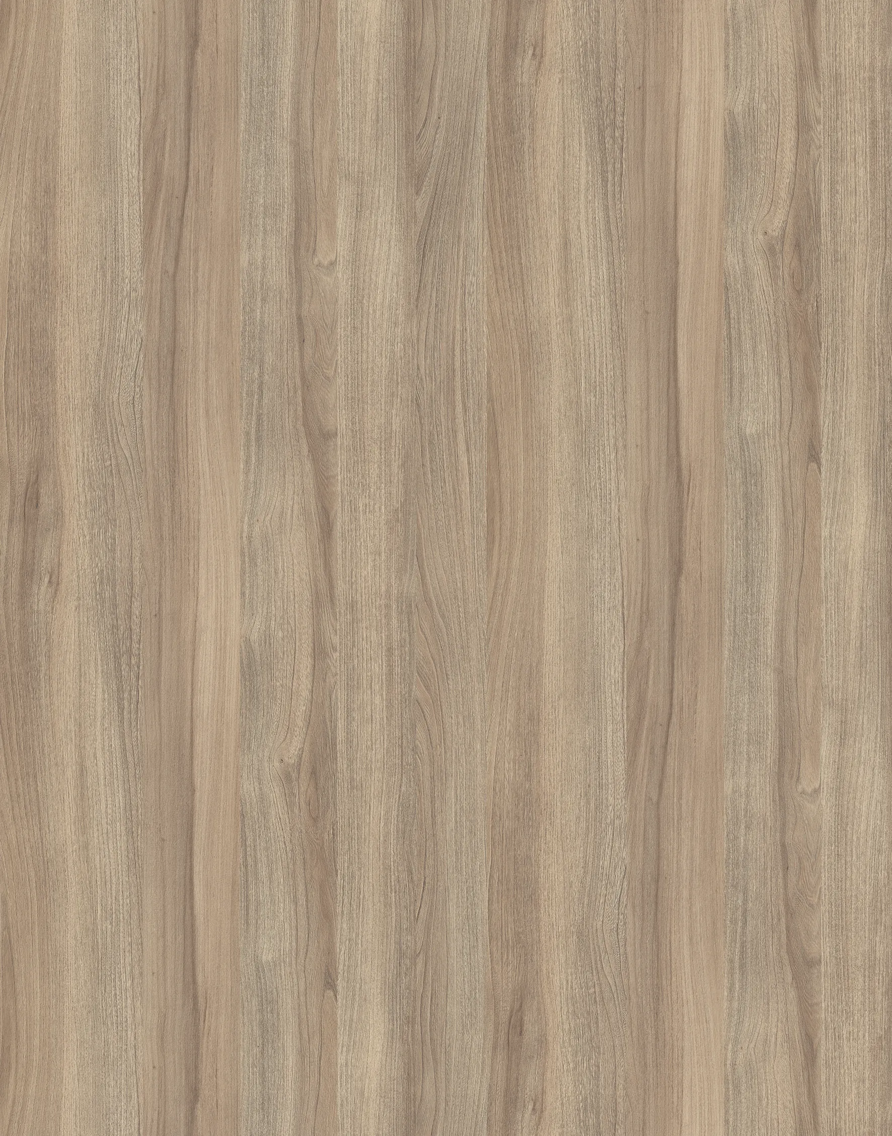 В'яз Ліберті Світлий