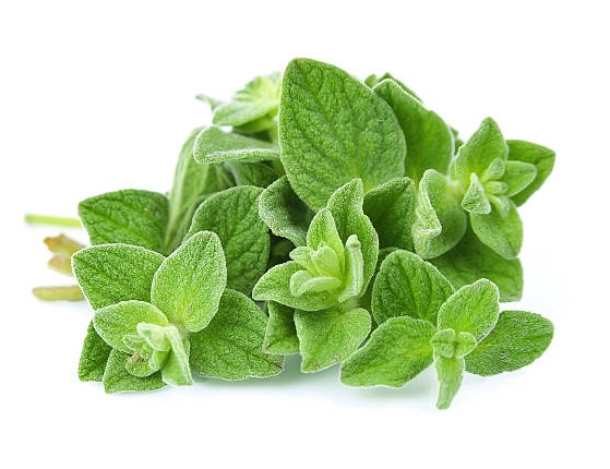 ORIGAN FRAIS  BIO 1 BOTTE
