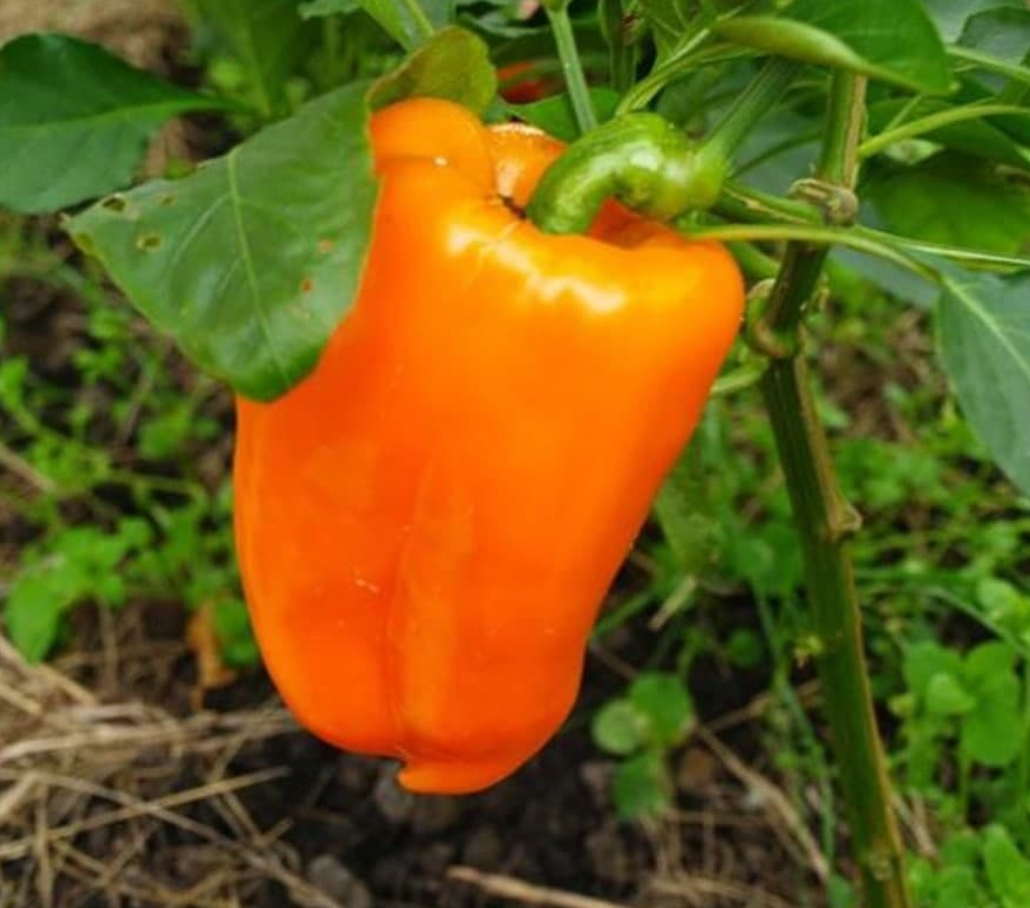 Перець шорокшари