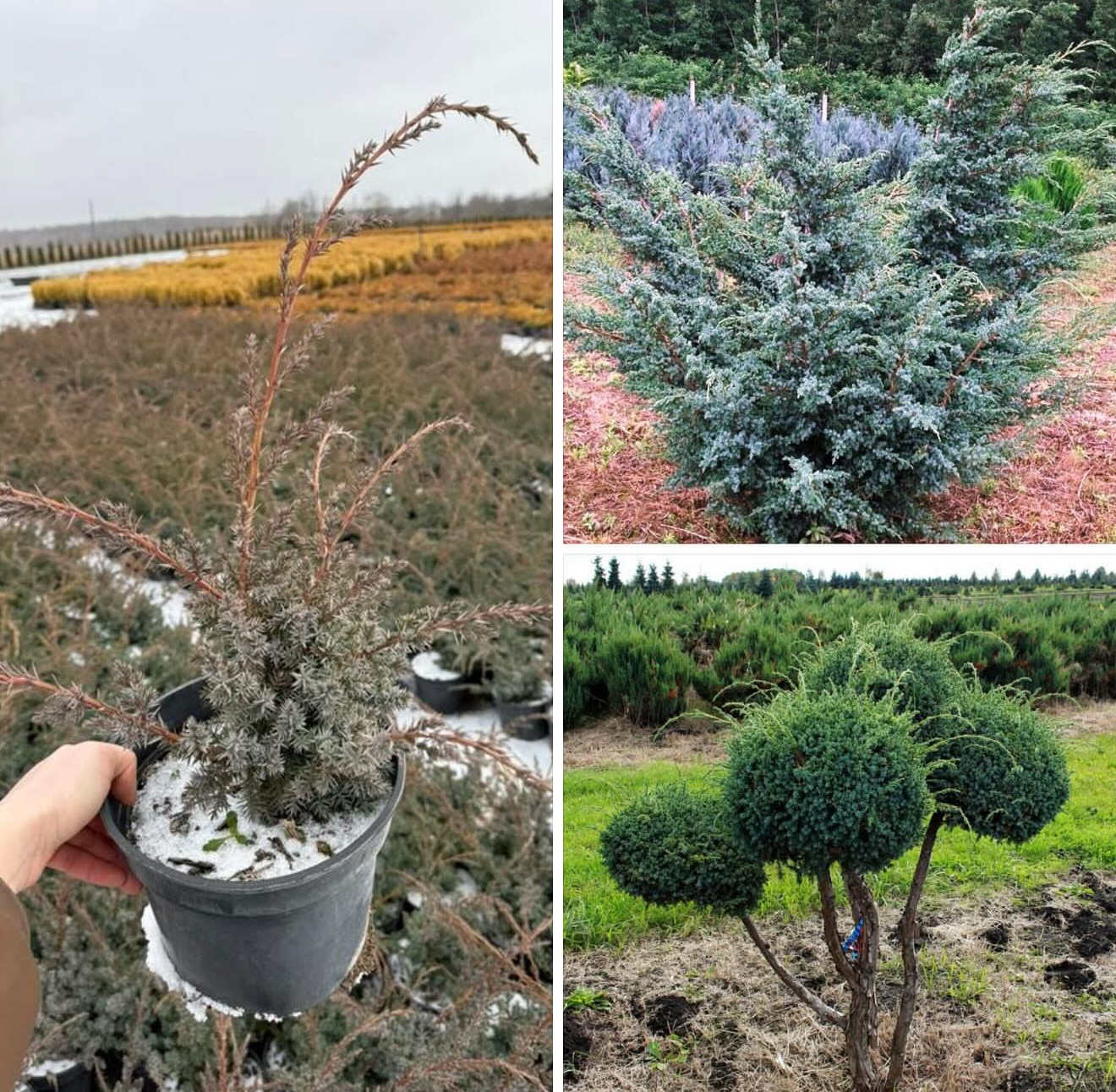 Ялівець блю альпс Пахучий , підходить для стрижки бонсаїв