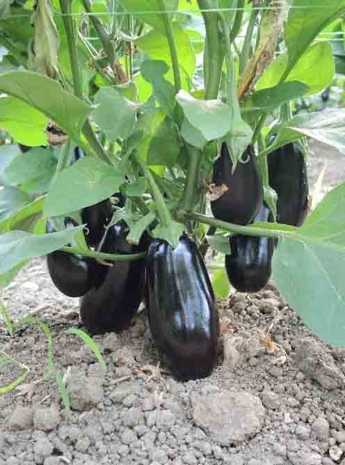 Баклажан Октавія 1000 нас