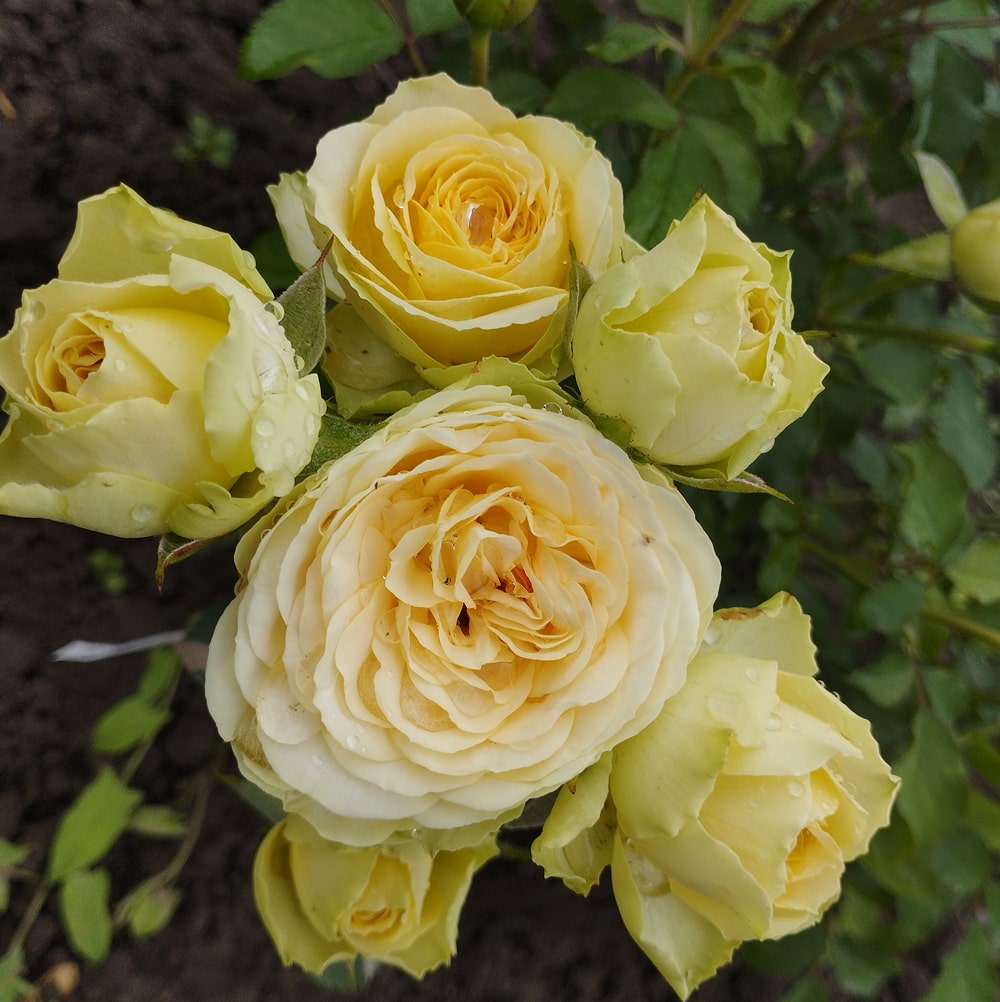 Бандолеро (Bandolero)