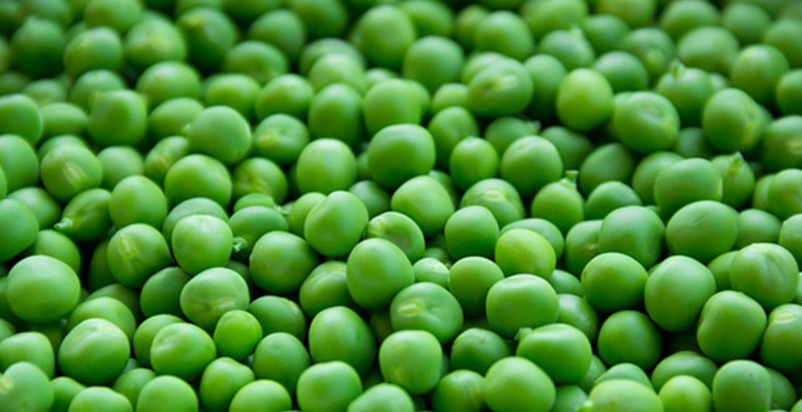 Горох бінго ( пізній ) 40-50 г