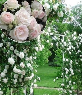 🌹 Троянда плетиста "Мон Блан"