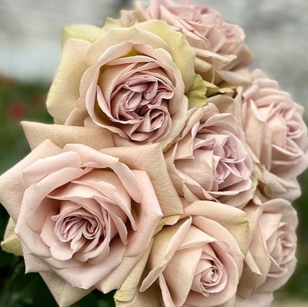 Нотр Дам (Notre Dame)