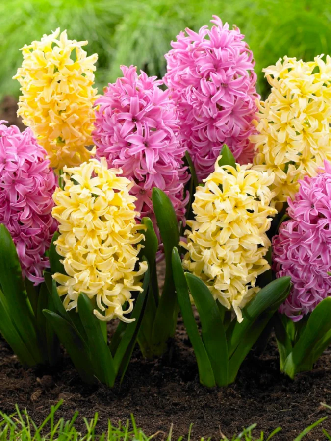 Мікс гіацинтів Солодка вата (6 шт. в упаковці)