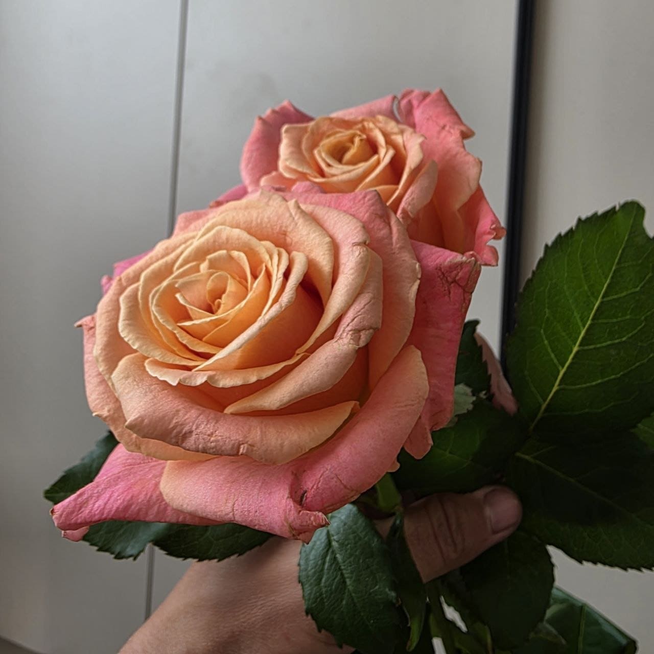 Міс Піггі (Miss Piggy)