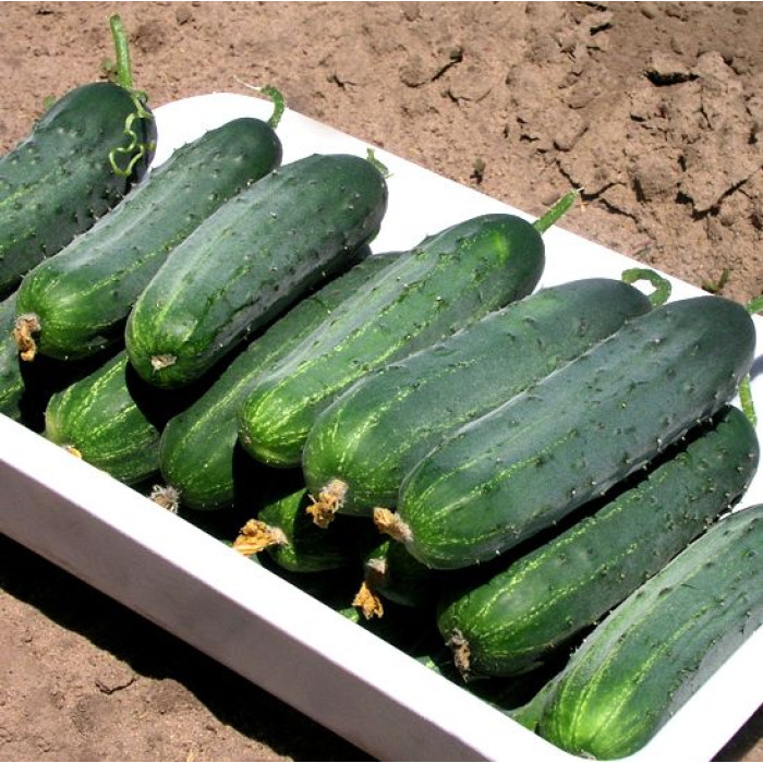 ОГірок Гектор 20 нас