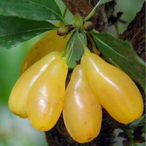 Кизил Ніжний