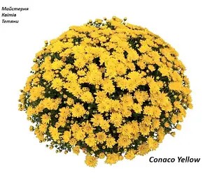 Хризантема Мультифлора Conaco Yellow - в горщику р.12