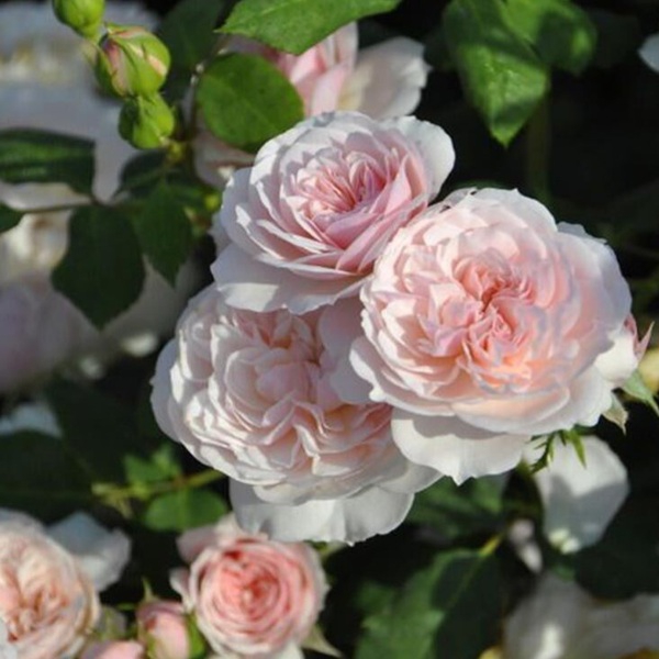 Інгліш Місс — English Miss