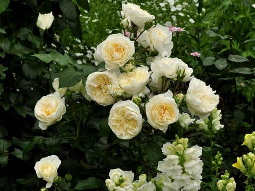 Вайт Леонардо да Вінчі (Лайтоз) - White Leonardo da Vinci (Laitoz)