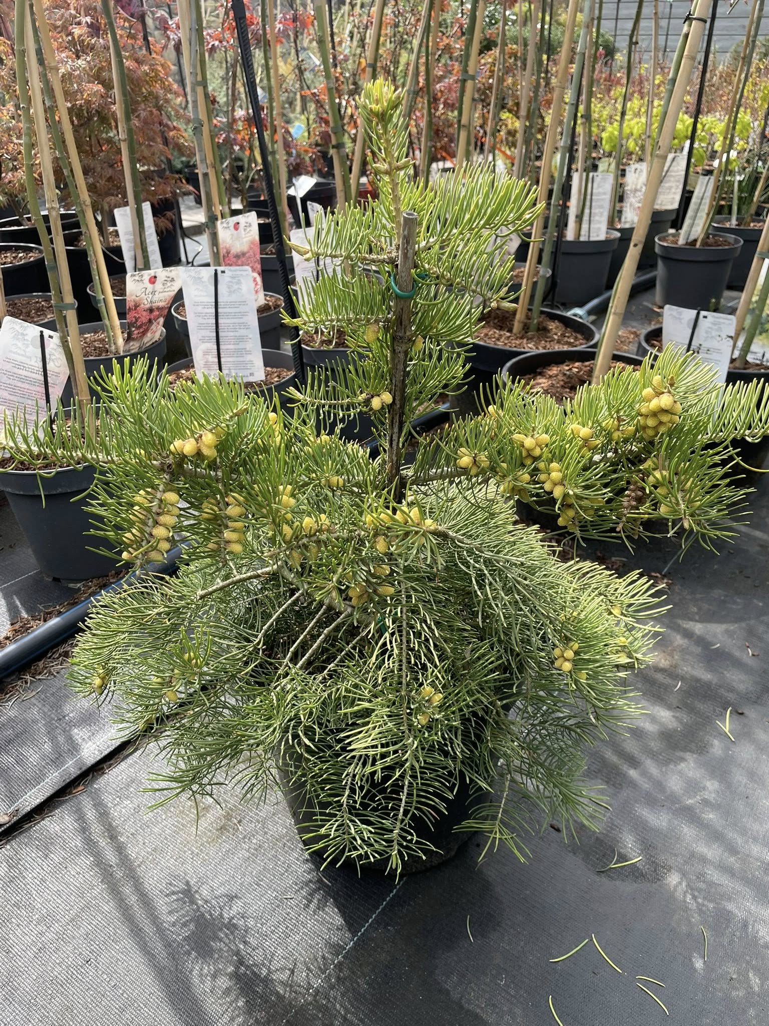 Ялиця одноколірна 'Вінтерголд' (Abies concolor 'Wintergold')