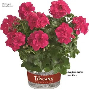 Пеларгонія ампельна Sunflair Josina Hot Pink (касетна розсада)