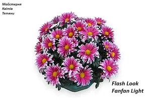 Хризантема Мультифлора Flash Look Fanfan Light (касетна розсада).