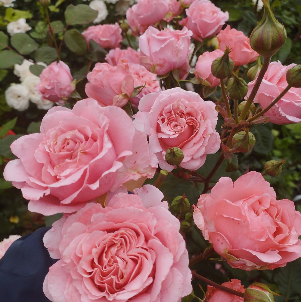 Лоран Каброль (Laurent Cabrol)