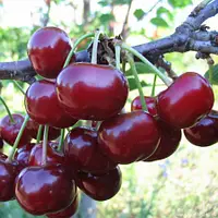 Вишня Підбельська