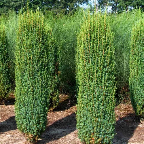 🌿 Ялівець Хіберніка (Juniperus x pfitzeriana 'Hibernica')