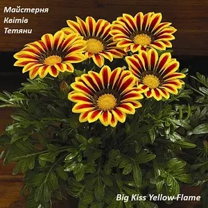 Газанія Big Kiss Yellow Flame (касетна розсада).