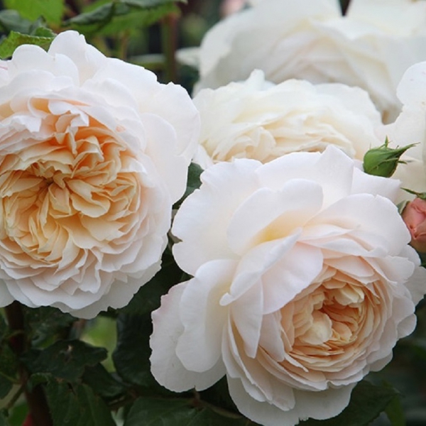 КРОКУС РОУЗ (Crocus Rose)