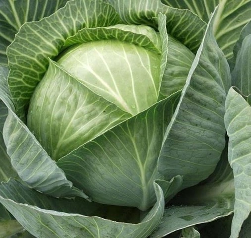 Насіння Капуста Харківська зимова Зг