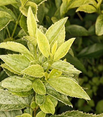 🌼 Форзиція "Era"